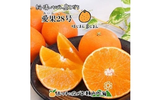 【12月中頃から順次発送予定】 希望の島 愛果28号 家庭用 約3kg |愛媛 松山 みかん ミカン mikan  果物 フルーツ 柑橘 果実 先行予約 中島産 柑橘 ジューシー 愛媛県 松山市愛媛県松山市18000果物