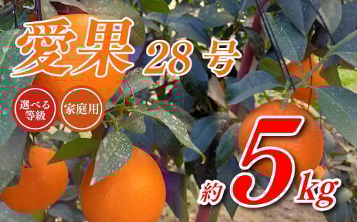 【先行予約】 愛果28号 5kg あいか 家庭用 愛果 みかん 柑橘 蜜柑 フルーツ 先行予約 松山市 愛媛県 数量限定  【11月下旬〜12月下旬発送】愛媛県松山市23000果物・フルーツみかん・柑橘類