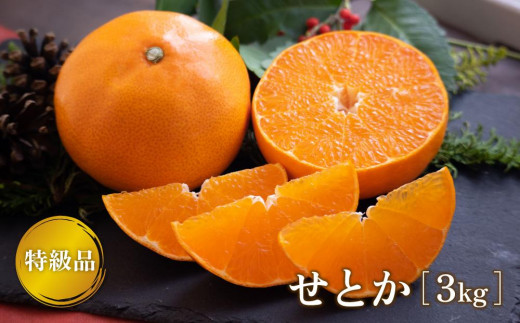 【2月下旬より発送】 せとか 3kg 【特級品】 みかん 柑橘 果物 フルーツ 松山市 愛媛県 おすすめ人気愛媛県松山市34000果物・フルーツみかん・柑橘類