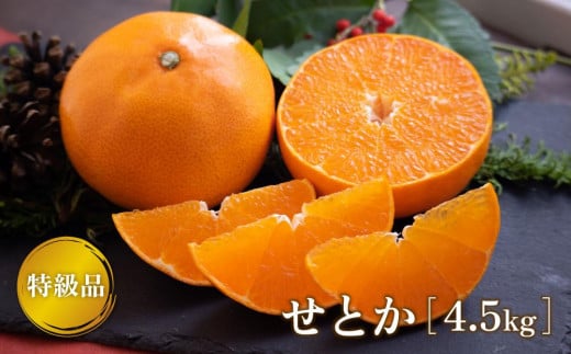 【2月下旬より発送】 先行予約 特級品 せとか 4.5kg みかん 柑橘 果物 フルーツ 松山市 愛媛県 おすすめ人気愛媛県松山市52000果物・フルーツみかん・柑橘類