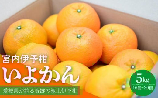 【先行予約 2026年1月中旬から発送予定】 いよかん 宮内伊予柑 5kg 2025年度 みかん 5kg みかん 愛媛 みかん 松山 みかん 農家直送 みかん 不揃い いよかん 家庭用 柑橘 愛媛 松山 北条 果物 フル