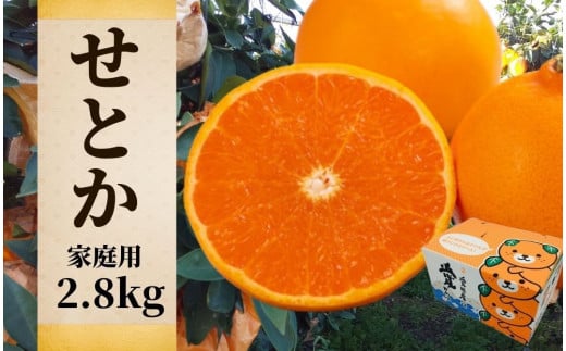 【せとか】家庭用 約2.8kg <2026年2月~3月頃発送> 愛媛 みかん 先行予約 蜜柑 柑橘 果物 くだもの フルーツ お取り寄せ グルメ 期間限定 数量限定 人気 おすすめ 愛媛県 松山市愛媛県松山市1