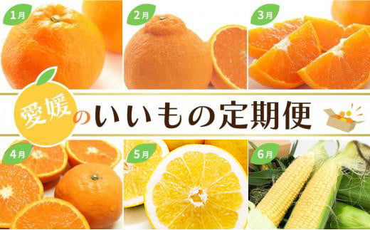 定期便 12回 愛媛のいいもの定期便(かんきつ・お野菜・ジュレ) みかん 柑橘 いよかん 不知火 しらぬい デコポン せとか カラマンダリン 河内晩柑 かわちばんかん とうもろこし コーン ハウ