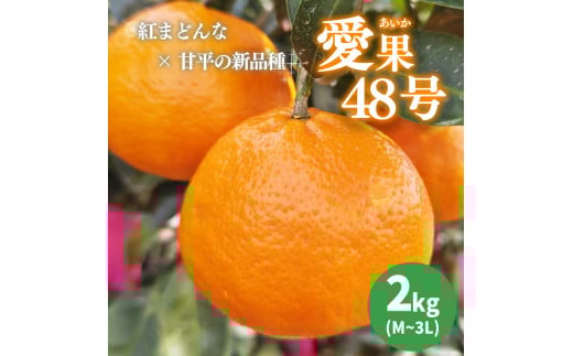 【2026年3月下旬から発送予定】 あいか 愛果48号 2kg 家庭用 期間限定 愛媛県産 みかん 蜜柑 オレンジ 柑橘 果物 フルーツ 家庭用 おすすめ みかん オススメみかん 愛媛県 松山市 愛媛県産みか