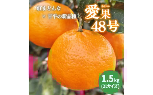 【2026年3月下旬から発送予定】 あいか 愛果48号 約 1.5kg 6玉 特選品 期間限定 |愛媛 松山 みかん ミカン mikan  果物 フルーツ 柑橘 果実 先行予約 中島産 柑橘 ジューシー 愛媛県 松山市愛媛県松