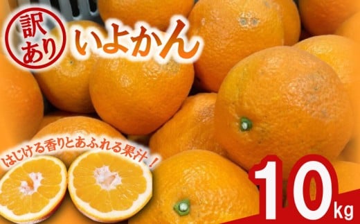 【先行予約】 訳あり 伊予柑 10キロ 【1月中旬~発送予定】 | みかん ミカン 蜜柑 mikan 柑橘 いよかん イヨカン ワケアリ 家庭用 ふるさと納税みかん ふるさと納税訳ありみかん フルーツ 果物