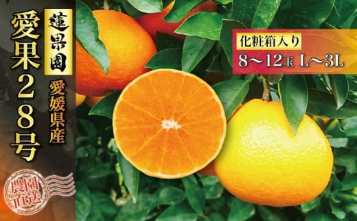 【先行予約】 愛果28号 化粧箱 8玉 から 12玉 【11月中旬〜発送】  あいか 紅まどんな 紅マドンナ と 同品種 高級 みかん 愛媛  まどんな 柑橘  果物 くだもの フルーツ おすすめ  人気 お取り寄