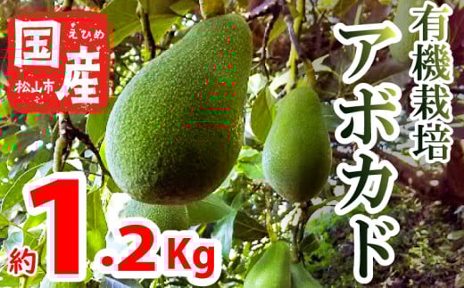 yƒpzYL@͔|A{Jh 1.2Kg 11{`\聄 T_  ʕ wV[ A{Kh _CGbg ~l X̃o^[ B|K h{ Y Q RQRs20000ʕ