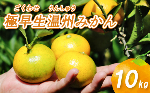 【2025年10月から発送】 極早生 温州みかん 10kg | ごくわせ みかん 数量限定 みかん 愛媛県産 みかん 松山市 みかん 中島 みかん 栽培中農薬不使用 みかん 蜜柑 みかん ミカン みかん 有機栽培