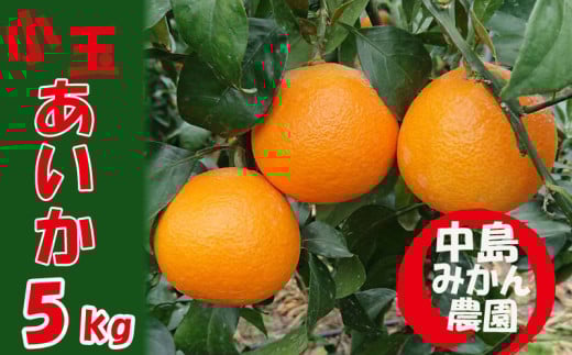 【2025年12月から順次発送】 愛果28号 小玉 5kg(30〜40個) |紅まどんな と同品種 みかん 愛果 蜜柑 松山市産みかん 柑橘 ミカン 蜜柑 みかん 果物 オススメみかん フルーツ あいか みかん 松山