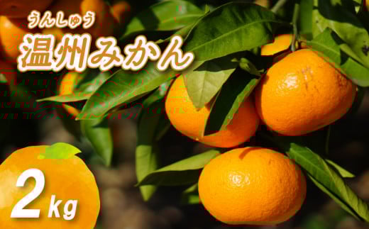 【2025年11月上旬から発送】 温州みかん 2kg愛媛県松山市5000果物・フルーツみかん・柑橘類