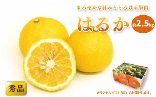 【先行予約】【2026年2月中旬から発送予定】はるか <秀品>約2.5kg (M-Lサイズ) ギフトBOX入り | みかん ミカン mikan 果物 フルーツ 柑橘 果実 先行予約 はるか 秀品  贈答箱 ココオ Koko'o 愛媛県
