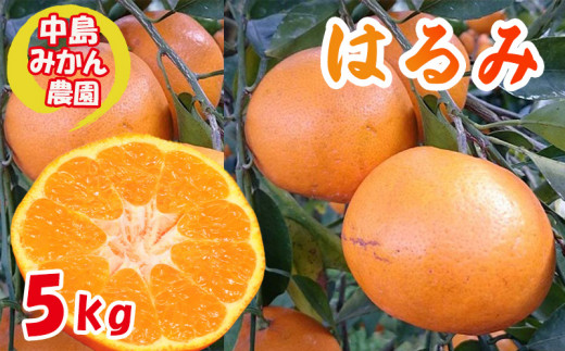 【2026年3月から発送】 はるみ 小玉  5kg愛媛県松山市15000果物・フルーツみかん・柑橘類