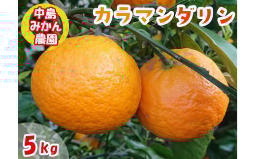 【2026年5月から発送】春 みかん カラマンダリン 家庭用  5kg愛媛県松山市18000果物・フルーツみかん・柑橘類