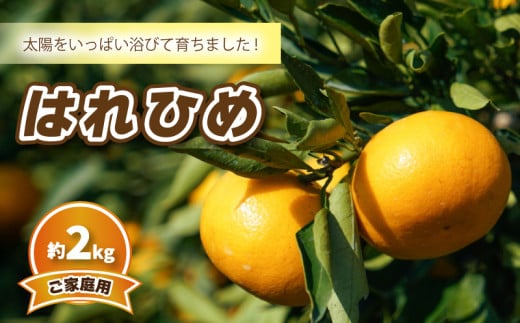 【先行予約】みかん 【2025年12月中旬発送予定】はれひめ (家庭用) 約2kg | 予約販売 みかん 柑橘 はれひめ 早期予約 蜜柑 みかん 愛媛県 松山市愛媛県松山市11000果物・フルーツみかん・柑橘類