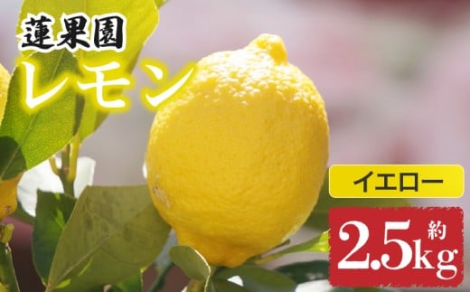 【先行予約】 【イエローレモン】 【 2026年1月上旬から発送】  約2.5kg 防腐剤 ワックス 不使用| 訳あり レモン 檸檬 完熟 柑橘 酸味 国産 愛媛県産 訳あり 新鮮 愛媛 松山愛媛県松山市7000果