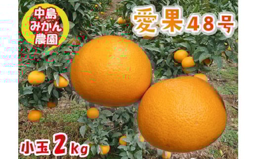 【2026年3月から発送予定】 愛果48号 小玉 2kg 愛媛県 中島産 |あいか 家庭用 先行予約 高級 蜜柑 ミカン みかん ジューシー 甘い  柑橘  人気 お取り寄せ  期間 数量 限定 愛媛 松山愛媛県松山市