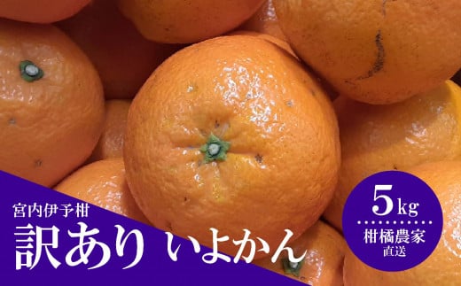 【先行予約】【訳あり】 数量限定 伊予柑 5kg みかん 不揃い いよかん 家庭用 柑橘 愛媛 松山 北条 果物 フルーツ 産地直送 みかん 農家直送愛媛県松山市5000果物・フルーツみかん・柑橘類