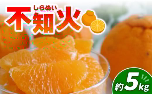 不知火 5kg | みかん 愛媛 松山 フルーツ 果物 くだもの 数量限定 期間限定  柑橘 みかん フルーツ 果物 みかん ランキング 2025年度愛媛県松山市17000果物・フルーツみかん・柑橘類