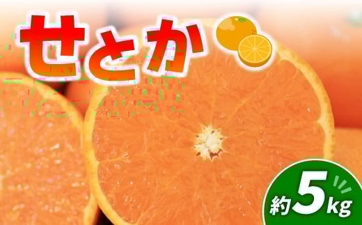 せとか 5kg | みかん 愛媛 松山 フルーツ 果物 くだもの 数量限定 期間限定  柑橘 みかん フルーツ 果物 みかん ランキング 2025年度愛媛県松山市20000果物・フルーツみかん・柑橘類