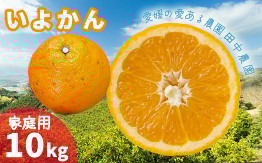 伊予柑 いよかん 約10kg  家庭用【1月上旬から順次発送】 柑橘類 先行予約 フルーツ 柑橘類 先行予約 果物 フルーツ みかん 10kg イヨカン 宮内伊予柑 人気 おすすめ 愛媛 松山 田中農園愛媛県