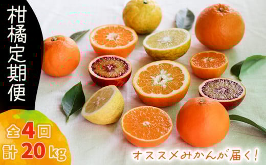 y12甭zk  5kg × 4 v20kg i킨܂QRs50000ʕEt[c݂Ek