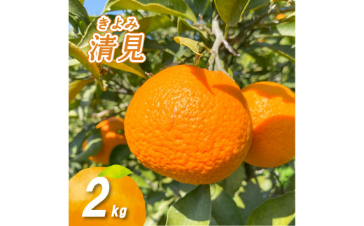 【2026年2月下旬より発送】低農薬栽培清見 2kg愛媛県松山市5000果物・フルーツみかん・柑橘類