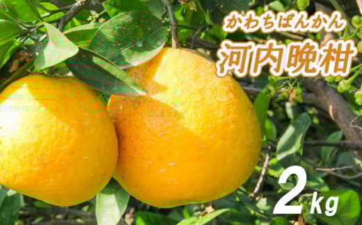 【2026年4月中旬より発送】 低農薬栽培 河内晩柑 2kg愛媛県松山市5000果物・フルーツみかん・柑橘類