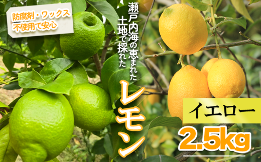 【2026年1月より順次発送】イエローレモン 約2.5kg |果物 くだもの フルーツ レモン れもん 檸檬 新鮮 かんきつ 柑橘 防腐剤不使用 ワックス不使用 グリーンレモン ぐりーんれもん イエロー