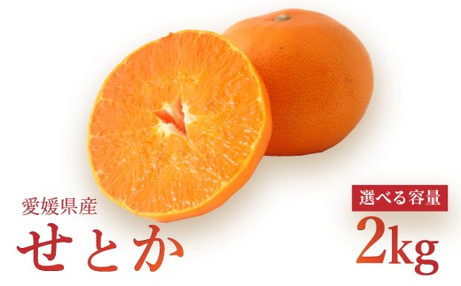 【2026年3月上旬より発送】せとか 2kg愛媛県松山市11000果物・フルーツみかん・柑橘類