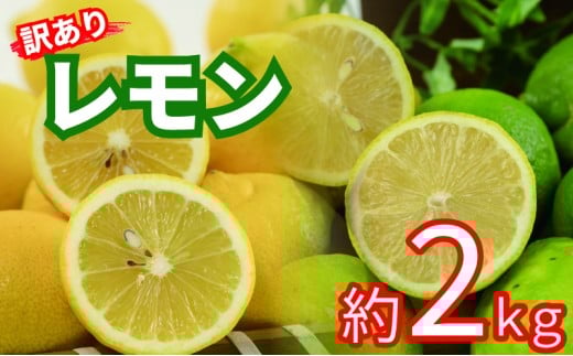 訳あり レモン サイズ不揃い 約2kg愛媛県松山市5000果物・フルーツみかん・柑橘類
