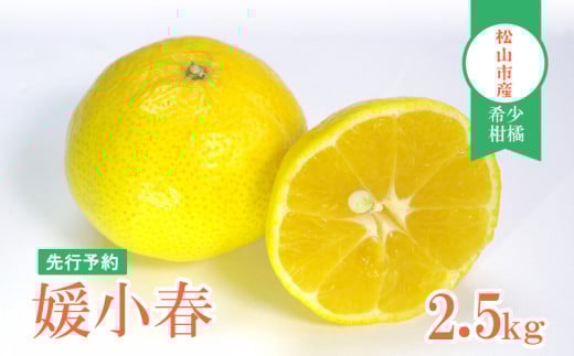 【先行予約】媛小春 2.5kg 家庭用 | みかん ミカン mikan フルーツ 果物 くだもの 媛小春 ひめこはる 希少柑橘 農家直送 2.5キロ 数量限定 期間限定  柑橘 愛媛県 松山市愛媛県松山市13000果物・フ