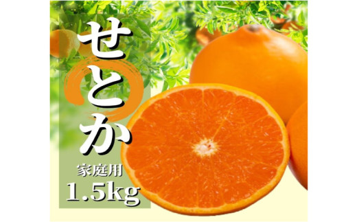 <2026年2月から順次発送> せとか 約1.5kg 家庭用 | 愛媛 みかん 先行予約 蜜柑 柑橘 果物 くだもの フルーツ お取り寄せ グルメ 期間限定 数量限定 人気 おすすめ 愛媛県 松山市愛媛県松山市90