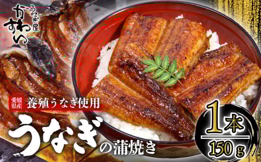 【容量選択可】〈うなぎ屋かわすい〉愛媛県松山市養殖うなぎを使用!うなぎ蒲焼 1本 (1尾:150〜169g)  |うなぎ ウナギ 鰻 蒲焼き 国産 お取り寄せ グルメ ふるさと納税  簡単調理 土用丑の