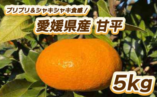 【先行予約】プリプリ&シャキシャキ食感!甘平 5s 【2月中旬〜3月中旬発送】 柑橘 果物 フルーツ  みかん 甘平 松山市 愛媛県愛媛県松山市16000果物・フルーツみかん・柑橘類