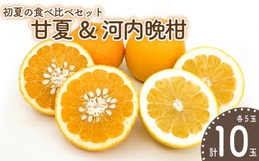 【先行予約】初夏の食べ比べセット〜甘夏 & 河内晩柑〜(各5玉) | 柑橘 かんきつ みかん 甘夏 河内晩柑 フルーツ 果物 期間限定 【2026年4月上旬頃から発送予定】ミカン mikan えひめみかん 愛媛