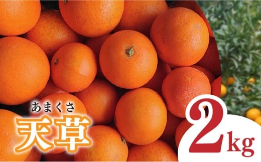 【2026年1月下旬から発送予定】天草 小玉 2kg愛媛県松山市6000果物・フルーツみかん・柑橘類