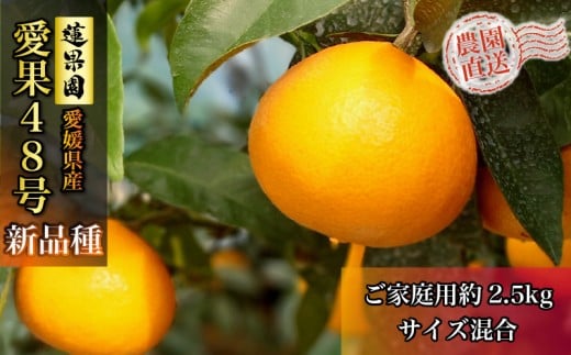 【先行予約】【3月上旬から発送】 愛果48号 家庭用 約2.5kg  | あいか48号 B品 大中小サイズ混合 ※ 紅プリンセス と同品種  みかん ミカン 蜜柑 果物 くだもの フルーツ 高級 贈答 ギフト 贈り
