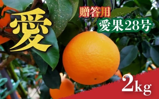 愛媛 みかん 愛果28号 贈答用 2kg あいか 【先行予約 2025年12月上旬から発送】 |  紅まどんな と同品種 柑橘 みかん まどんな 柑橘 みかん 果物  おすすめ 高級 人気 お取り寄せ グルメ ギフト