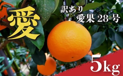 愛媛 みかん 愛果28号 訳あり ご家庭用 5kg あいか 【先行予約 2025年12月上旬から発送】 |  紅まどんな と同品種 柑橘 みかん まどんな ワケアリ 柑橘 みかん 果物  おすすめ 高級 人気 お取り寄