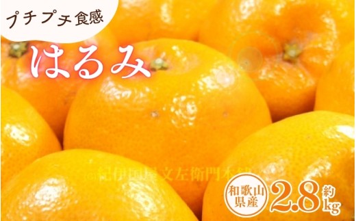 はるみ 約2.8kg/サイズおまかせ ※2026年1月下旬〜2026年3月中旬頃に順次発送(お届け日指定不可) 紀伊国屋文左衛門本舗 【kstb461B】和歌山県串本町14000果物・フルーツみかん・柑橘類