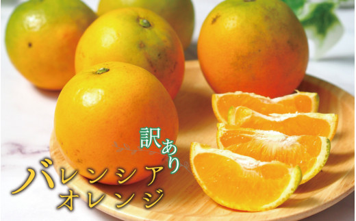 【国産 訳あり】希少 バレンシアオレンジ 7kg【ご家庭用】 ※2026年6月下旬頃〜7月上旬頃 順次発送予定【uot712】和歌山県串本町17000果物・フルーツみかん・柑橘類