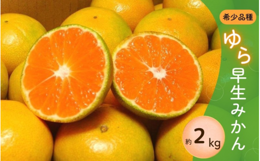 \光センサー選別/ 【先行予約】\数量限定/ 希少品種 ご家庭用 ゆら早生みかん 約2kg サイズ混合【2025年10月上旬頃より順次発送】【nuk143D】和歌山県串本町6000果物・フルーツみかん・柑