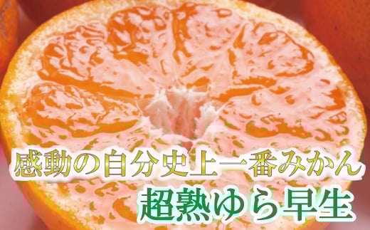 厳選 超熟有田みかん5kg+150g(傷み補償分)【自分史上一番みかん】【菊みかん入り】【光センサー選別】<11月上旬より順次発送予定>【ikd018B】和歌山県串本町16000果物・フルーツみかん