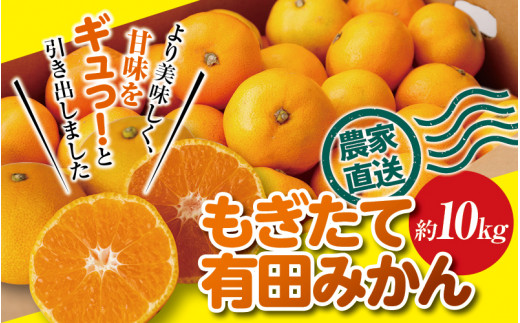 \ もぎたて新鮮!/ 有田みかん 約10kg(箱込み) 生産者直送 先行予約 【ご家庭用(訳あり品ではありません)】【11月上旬〜1月上旬に発送(日付指定不可)】 サイズ混合 みかん ミカン