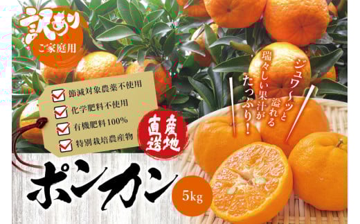 【訳あり】くしもとポンカン 約4.5kg〜5kg 2L〜3L混合 ご家庭用 【12月下旬〜1月下旬発送予定】(お届け日指定不可) 訳あり みかん 柑橘 ぽんかん フルーツ ミカン オレンジ 限定 和歌山【sse10