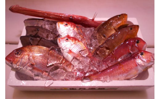\朝どれ新鮮/ 鮮魚セット (大) 約4〜5kg前後  目利きのプロが厳選した旬の魚をその日の内に発送!【nss405】和歌山県串本町36000魚介・海産物鮮魚