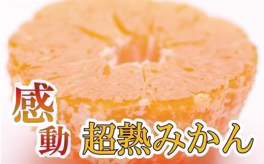 家庭用 超熟有田みかん7.5kg+225g(傷み補償分)【わけあり・訳あり】【光センサー選果】<11月上旬より順次発送予定>【ikd172】和歌山県串本町21000果物・フルーツみかん・柑橘類
