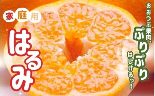 <2月より発送>【先行予約】家庭用はるみ1kg+250g(傷み補償分)【デコポンの姉妹品種・新食感春みかん】【光センサー選別】【わけあり・訳あり】【ikd142B】和歌山県串本町5000果物・フル