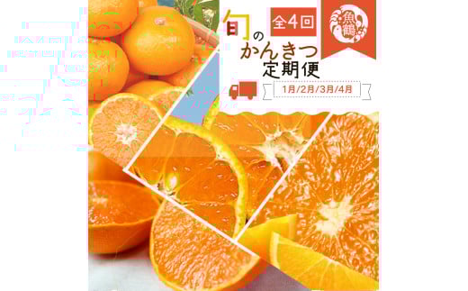 【4か月定期便】旬の柑橘定期便 / みかん ミカン 柑橘 オレンジ 果物 くだもの フルーツ フルーツ定期便 和歌山【tkb416】和歌山県串本町52000果物・フルーツその他 果物・フルーツ
